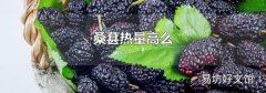 桑葚热量高么