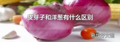 皮芽子和洋葱有什么区别