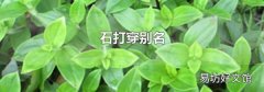 石打穿别名