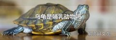 乌龟是哺乳动物吗