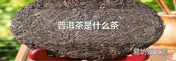 普洱茶是什么茶