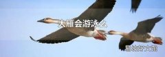 大雁会游泳么