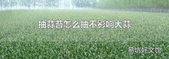 抽蒜苔怎么抽不影响大蒜