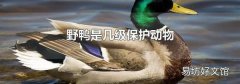 野鸭是几级保护动物