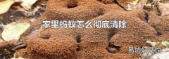 家里蚂蚁怎么彻底清除