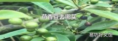 荷香豆去哪买