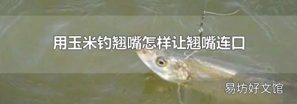 用玉米钓翘嘴怎样让翘嘴连口