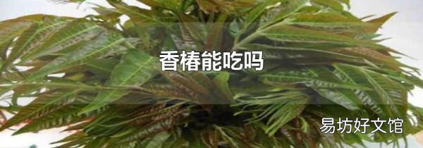 香椿能吃吗