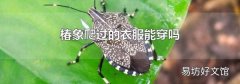 椿象爬过的衣服能穿吗