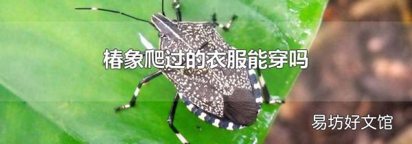 椿象爬过的衣服能穿吗