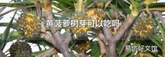 黄菠萝树芽可以吃吗