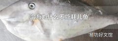 沿海为什么不吃耗儿鱼