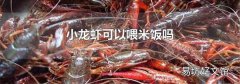 小龙虾可以喂米饭吗