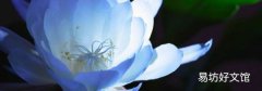 吃昙花的禁忌