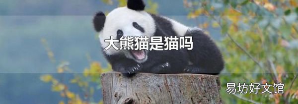大熊猫是猫吗