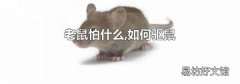 老鼠怕什么,如何驱鼠