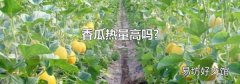 香瓜热量高吗?