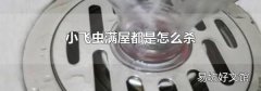 小飞虫满屋都是怎么杀