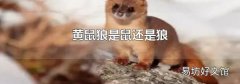 黄鼠狼是鼠还是狼