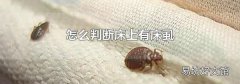 怎么判断床上有床虱