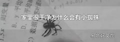 家里很干净为什么会有小蜘蛛