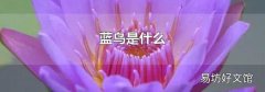 蓝鸟是什么
