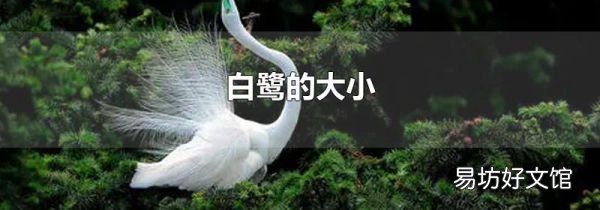 白鹭的大小