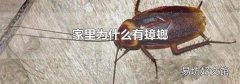 家里为什么有蟑螂