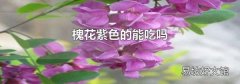 槐花紫色的能吃吗