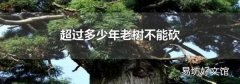 超过多少年老树不能砍