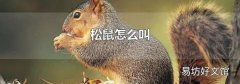 松鼠怎么叫
