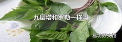 九层塔和罗勒一样吗
