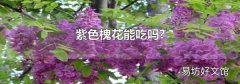 紫色槐花能吃吗?
