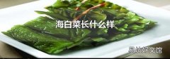 海白菜长什么样
