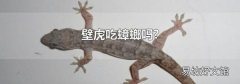 壁虎吃蟑螂吗?