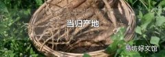 当归产地