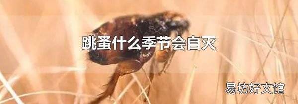 跳蚤什么季节会自灭