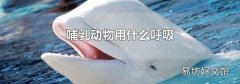 哺乳动物用什么呼吸