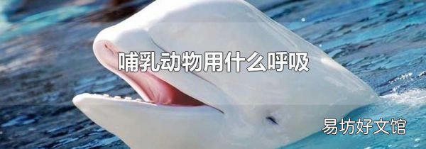 哺乳动物用什么呼吸