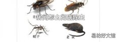 房间怎么彻底除虫