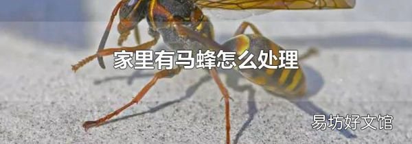 家里有马蜂怎么处理