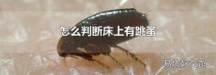 怎么判断床上有跳蚤