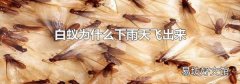 白蚁为什么下雨天飞出来