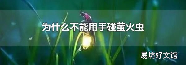 为什么不能用手碰萤火虫