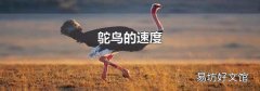 鸵鸟的速度