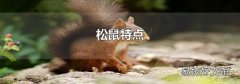 松鼠特点