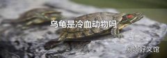 乌龟是冷血动物吗