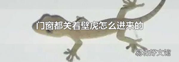 门窗都关着壁虎怎么进来的