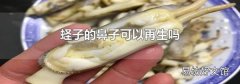 蛏子的鼻子可以再生吗