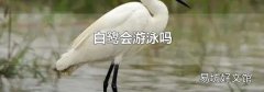 白鹭会游泳吗